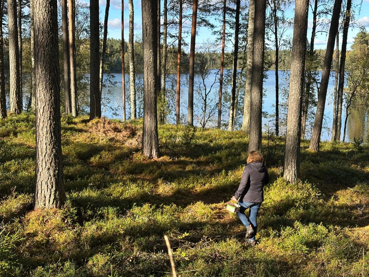 Metsäpolku ja järvimaisema Kotkajärvellä